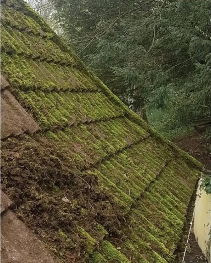 Tiled roof covered in thick moss before cleaning